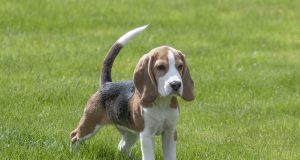 Le Beagle : Caractère et alimentation de la race Beagle