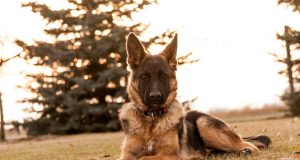 Le Berger allemand : Caractère et alimentation de la race Berger Allemand