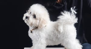Le Bichon frisé : Caractère et alimentation de la race Bichon Frisé