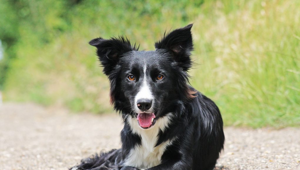 Border Collie