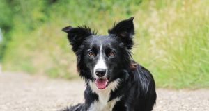 Le Border Collie : Caractère et alimentation de la race Border Collie