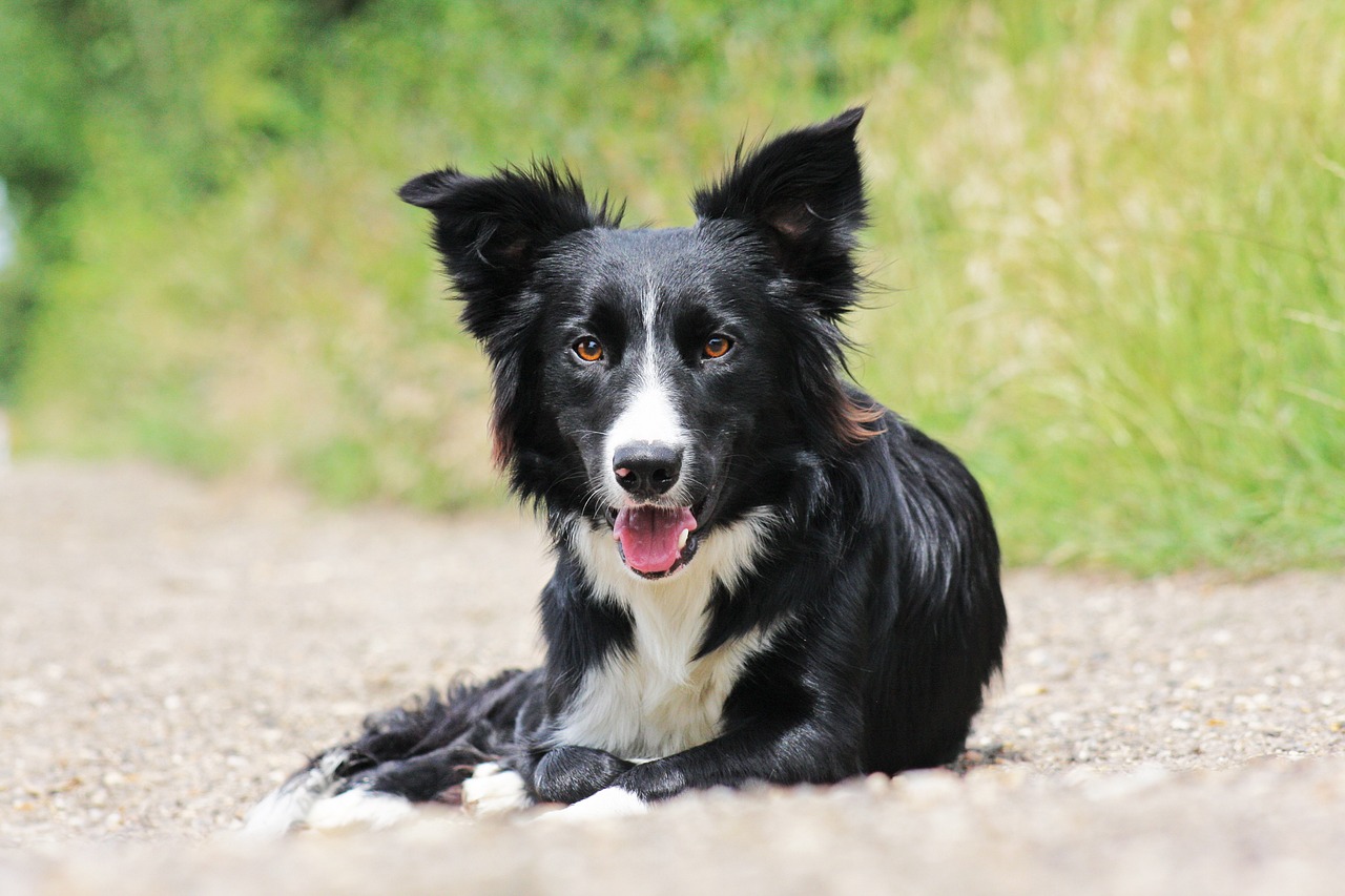 Border Collie