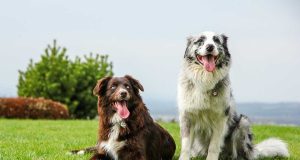 Le Berger Australien : Caractère et alimentation de la race Berger Australien