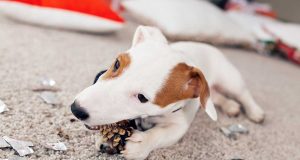 Est-ce que mon chien sait quand il fait une bêtise ? chien sait quand il fait une bêtise