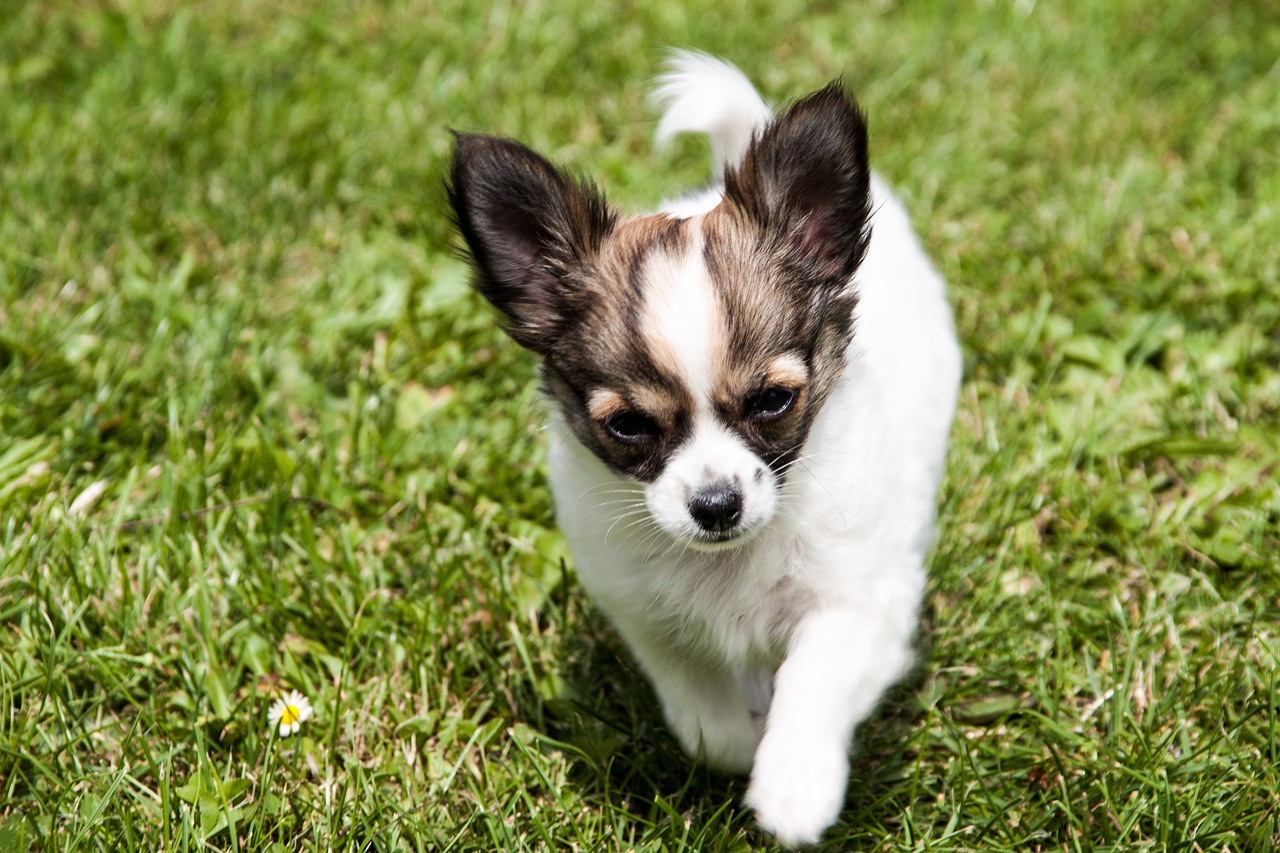 Chihuahua