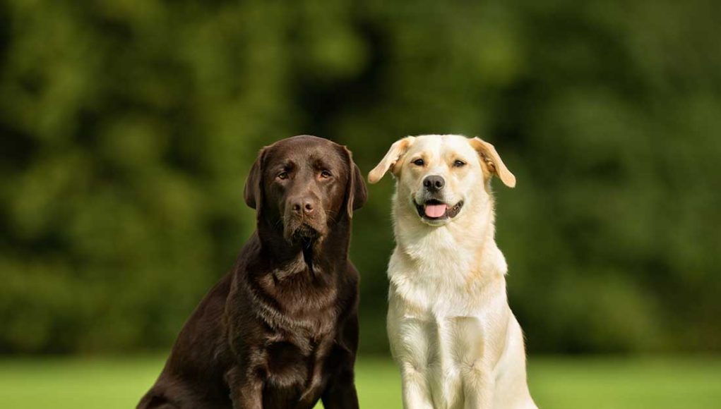 différences entre le Labrador Retriever et le Golden Retriever