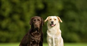 Quelles sont les différences entre le Labrador Retriever et le Golden Retriever ? différences entre le Labrador Retriever et le Golden Retriever