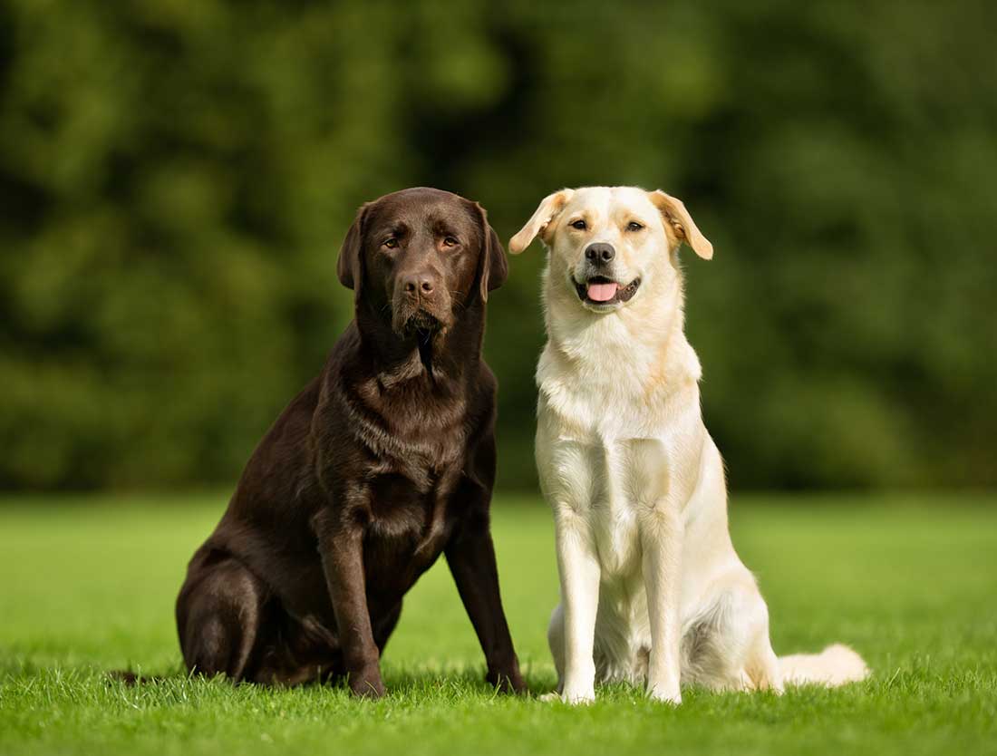 différences entre le Labrador Retriever et le Golden Retriever