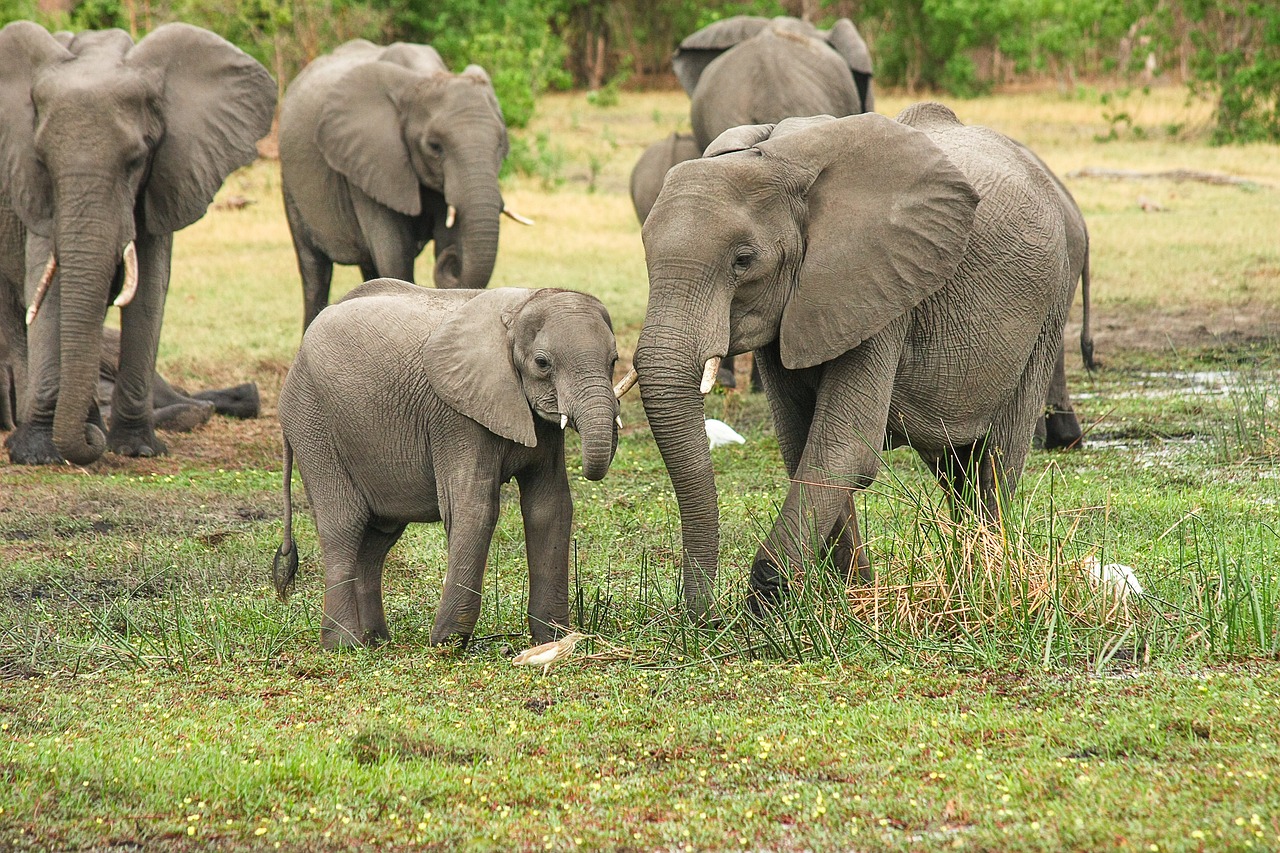 Éléphant d'Afrique