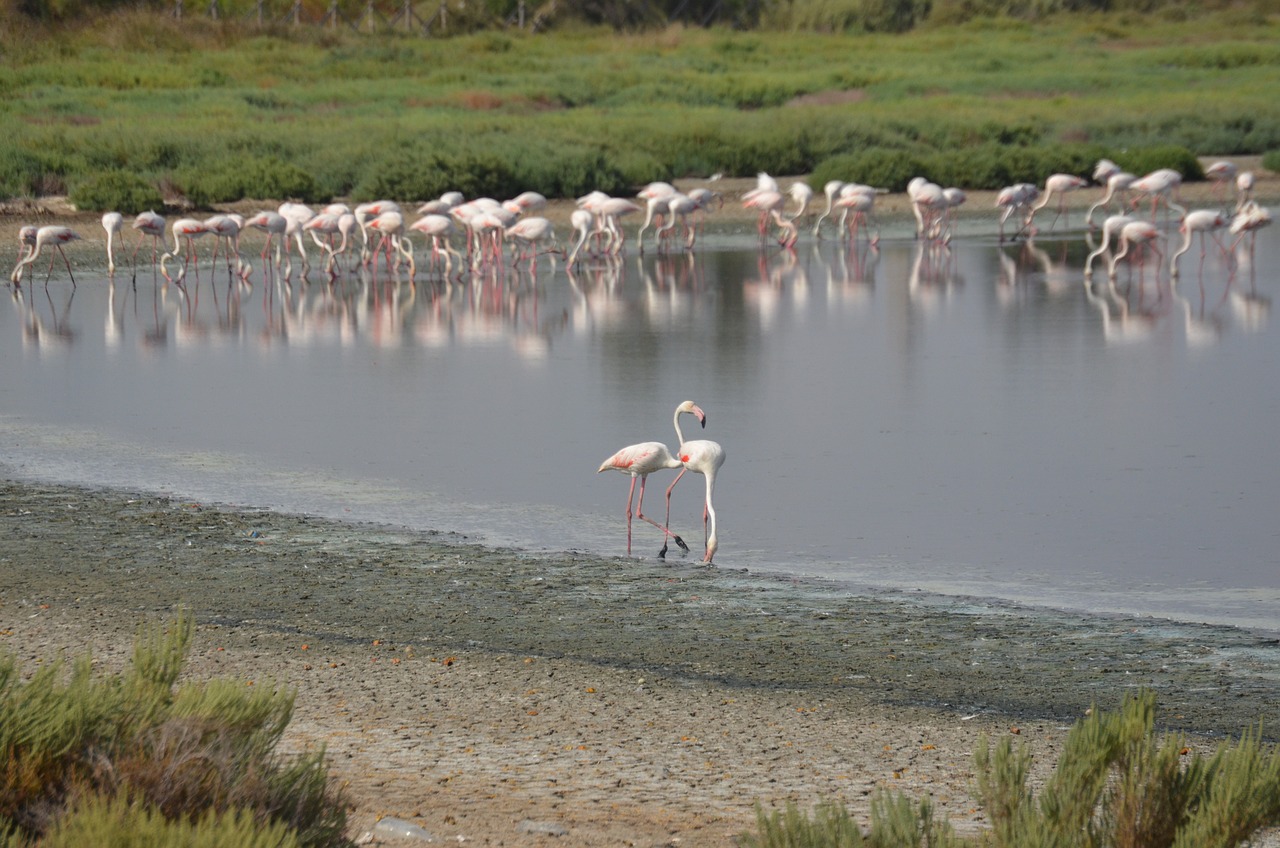 Flamant Rose