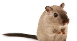 La gerbille : Caractéristiques et alimentation gerbille