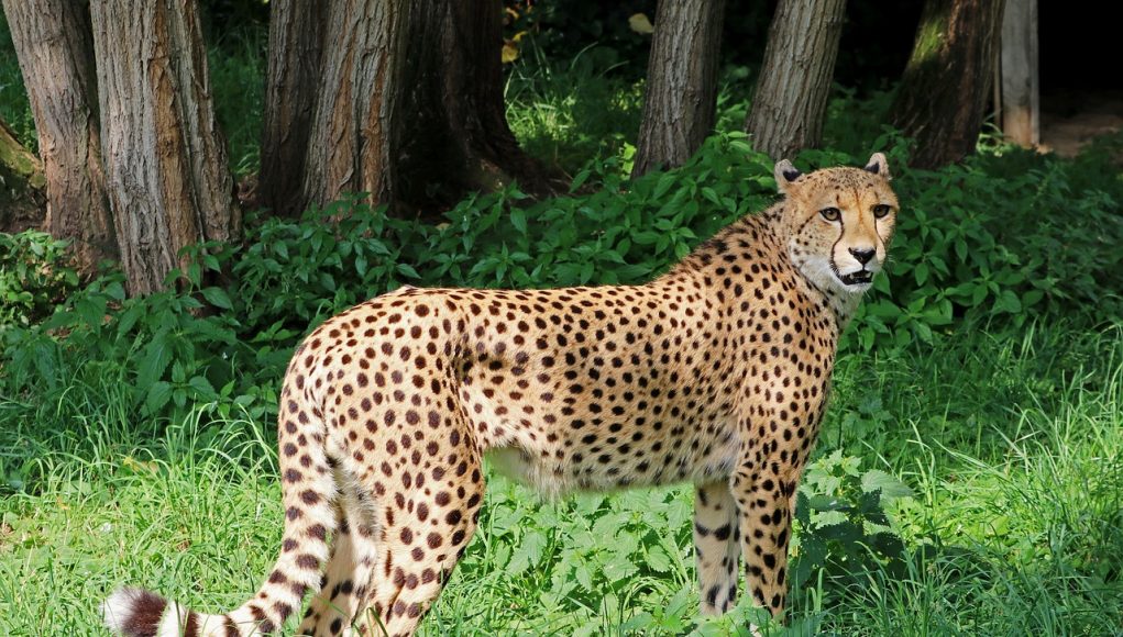 guépard