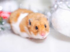 Le hamster : Caractéristiques et alimentation hamster