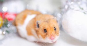 Le hamster : Caractéristiques et alimentation hamster