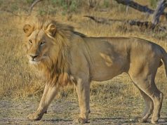 Le lion : Comment vit le roi de la savane ? lion