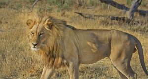 Le lion : Comment vit le roi de la savane ? lion