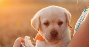 Quels sont les noms de chien les plus donnés en 2023 ? noms de chien les plus donnés en 2023