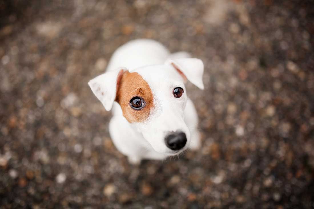 Jack Russell Terrier