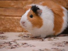 Le cochon d’Inde : Caractéristiques et alimentation cochon d'Inde