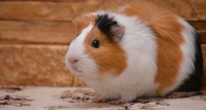 Le cochon d’Inde : Caractéristiques et alimentation cochon d'Inde