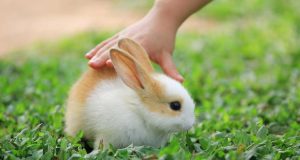 Le lapin nain : Caractéristiques et alimentation lapin nain