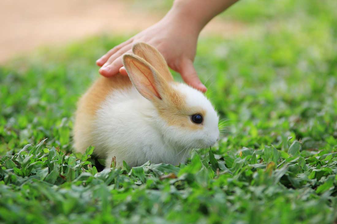lapin nain