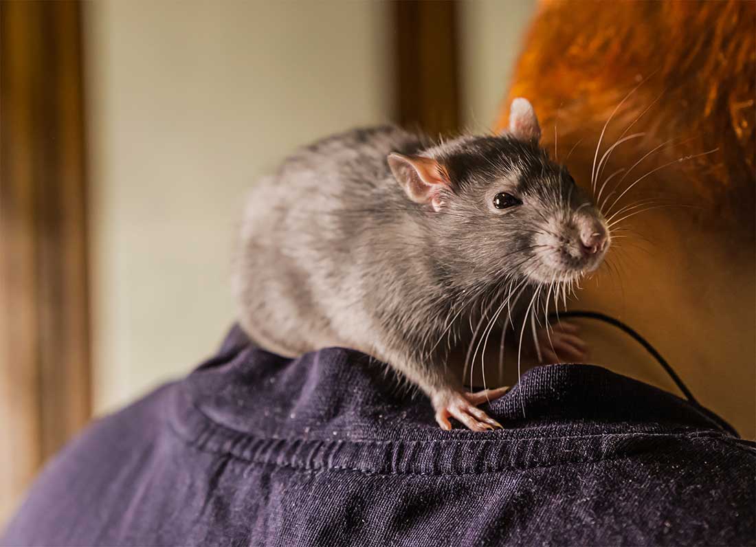rat domestique