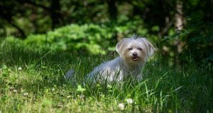 Le Bichon Maltais : Caractère et alimentation de la race Bichon Maltais