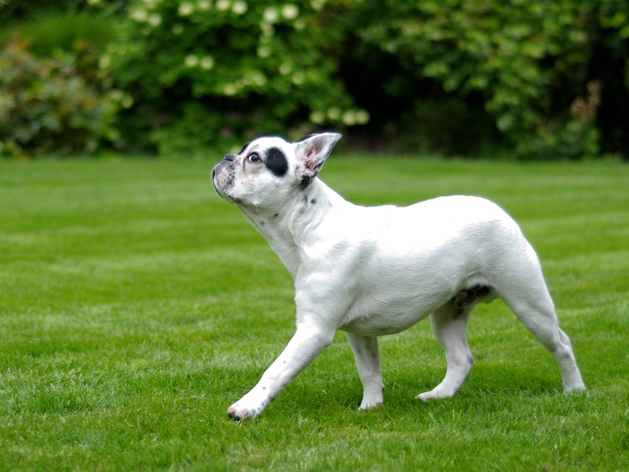 Bouledogue Français
