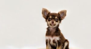 Le Chihuahua : Caractère et alimentation de la race Chihuahua