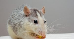 Quelle est la durée de vie d’un rat domestique ? durée de vie d'un rat domestique