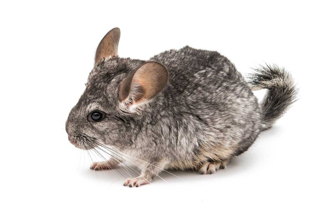 Chinchilla
