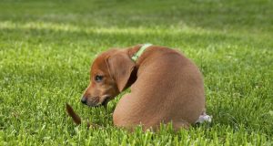 Pourquoi mon chien mange son caca ? Pourquoi mon chien mange son caca