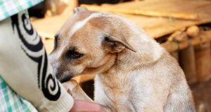 Pourquoi les chiens reniflent entre les jambes ? pourquoi chiens reniflent entre les jambes