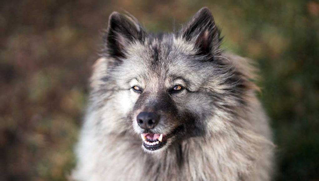 race Spitz Loup
