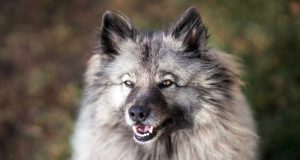 Le Spitz Loup : Caractère et alimentation de la race race Spitz Loup