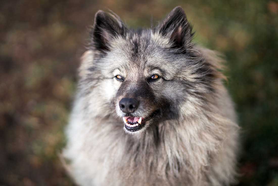 race Spitz Loup