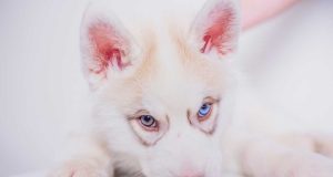 Quelles races de chien peuvent avoir les yeux vairons ?