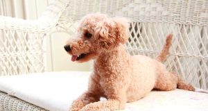 Quelles sont les races de chien les plus intelligentes au monde ? races de chien les plus intelligentes