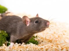 Le rat domestique : Caractéristiques et alimentation rat domestique