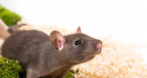 Le rat domestique : Caractéristiques et alimentation rat domestique