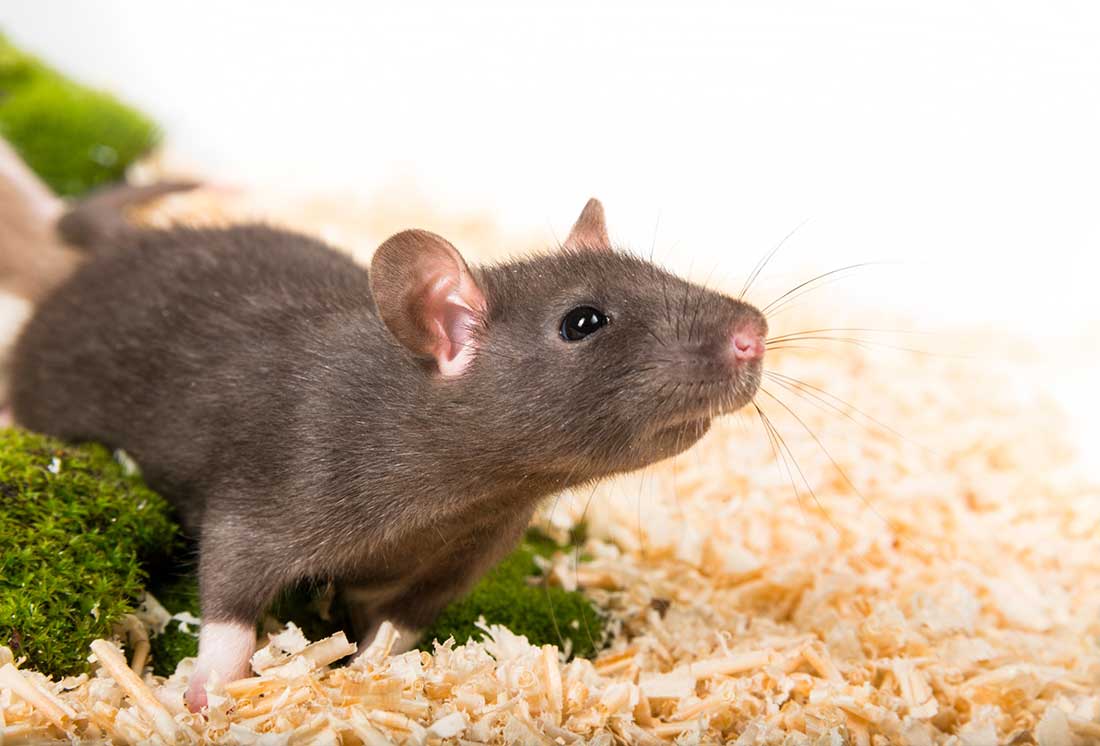 rat domestique