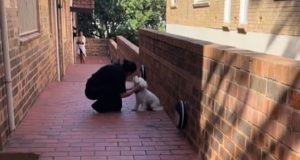 Les retrouvailles émouvantes d’un chien après l’absence de sa maitresse retrouvailles émouvantes d'un chien avec sa maitresse