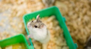 Quel rongeur domestique choisir : Notre guide complet rongeur domestique