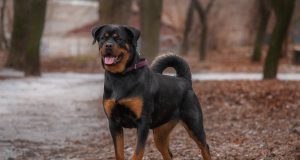 Le Rottweiler : Caractère et alimentation de la race race de chien du Rottweiler
