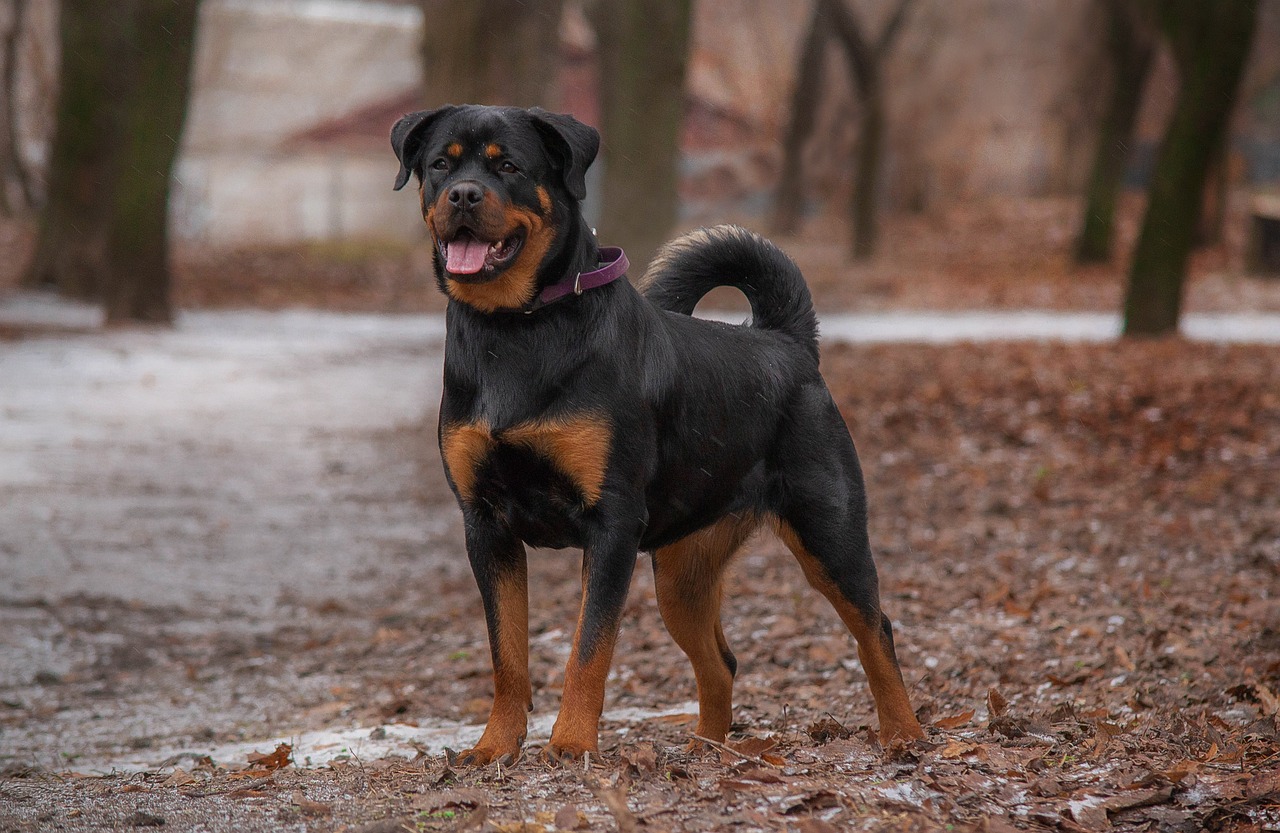 race de chien du Rottweiler