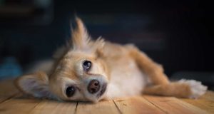 Comment savoir si votre chien a une douleur cachée ? savoir si votre chien a une douleur cachée