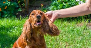 Comment savoir si votre chien à des puces ? savoir si votre chien à des puces