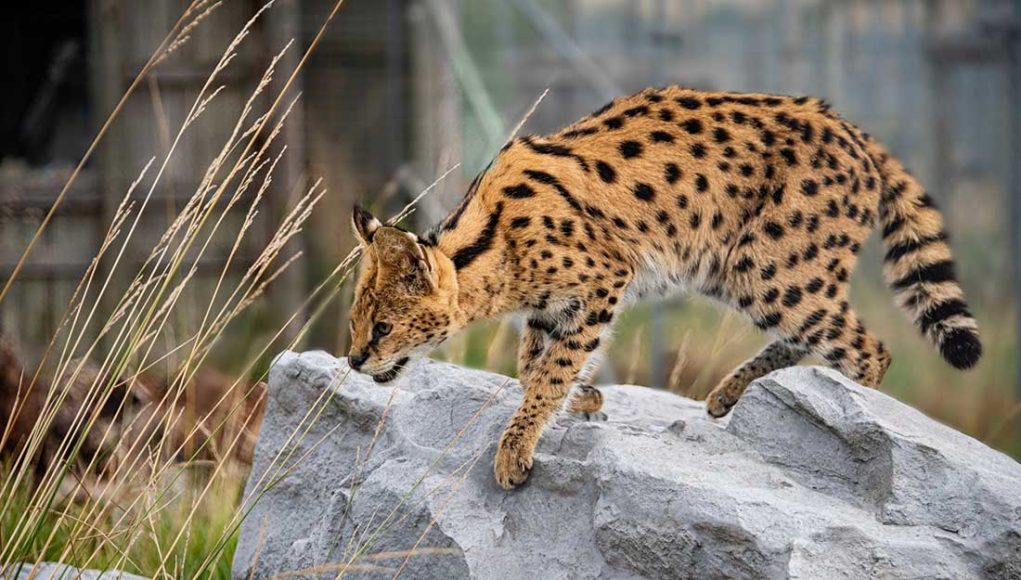 serval