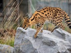Le serval : Comment vit le félin qui ressemble à un chat serval